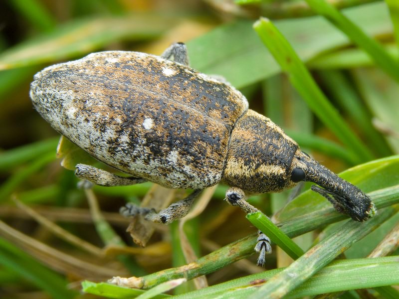 Lepyrus palustris (Scopoli, 1763)